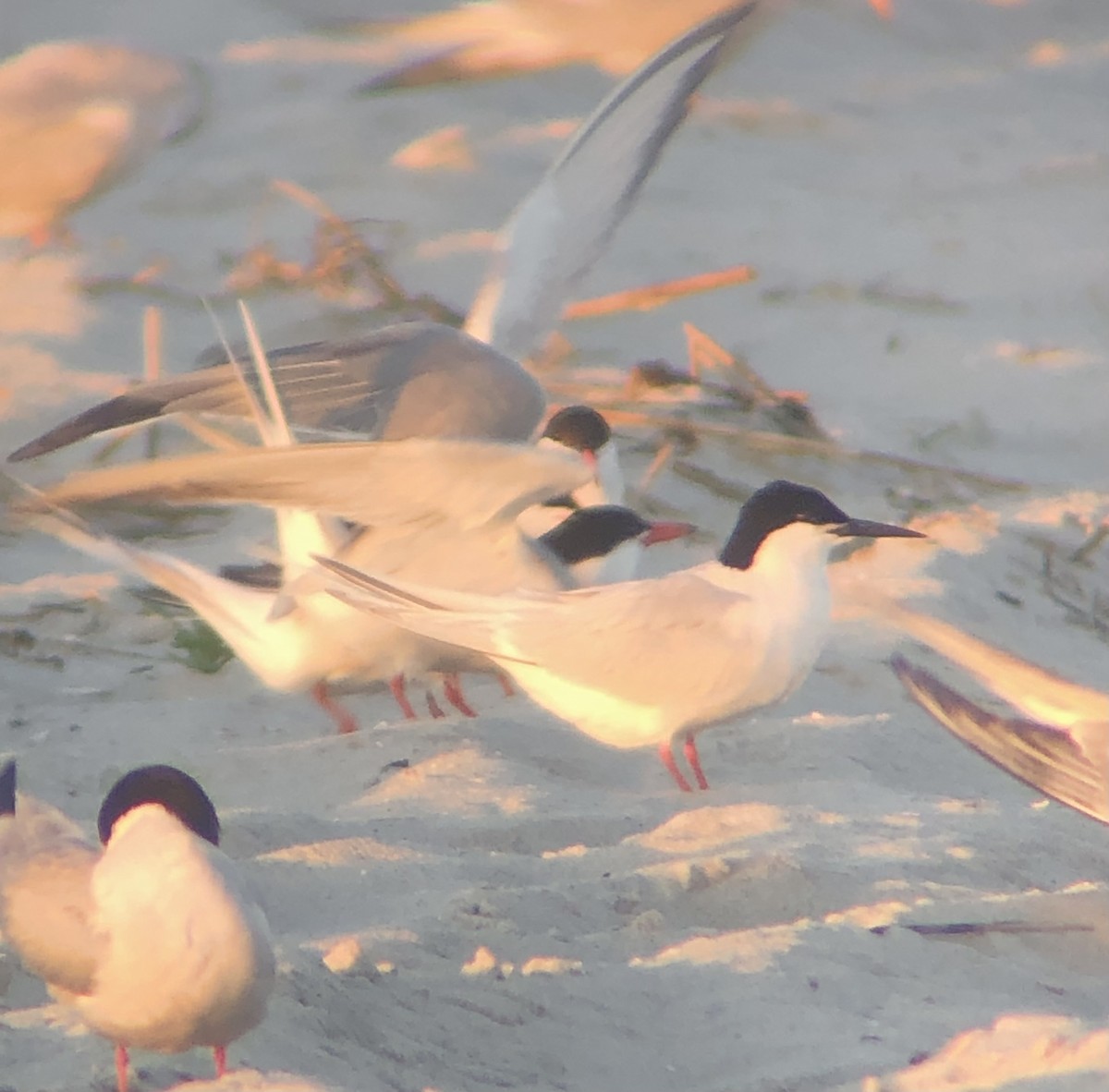 Roseate Tern - ML620483084