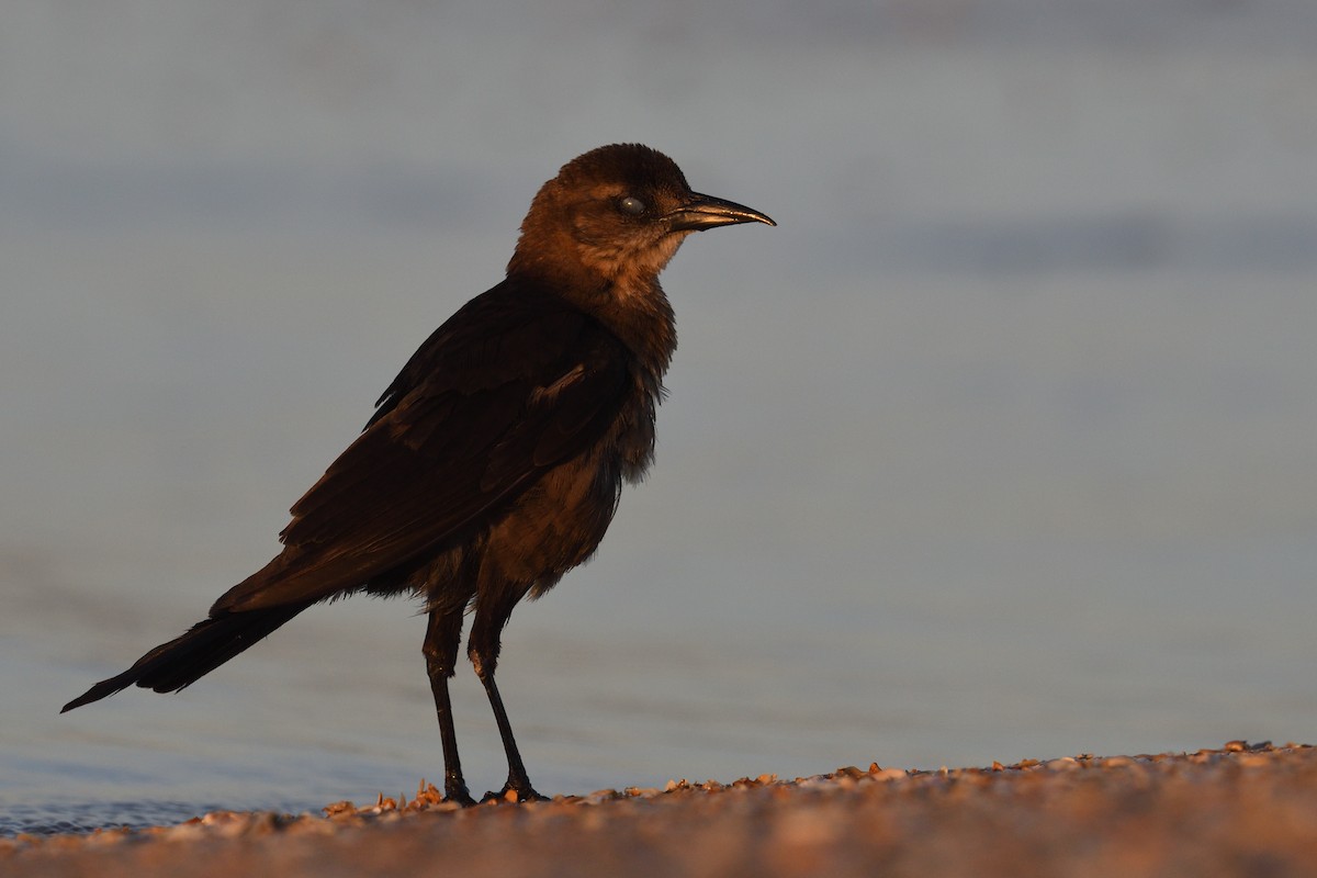 Boat-tailed Grackle - ML620483085