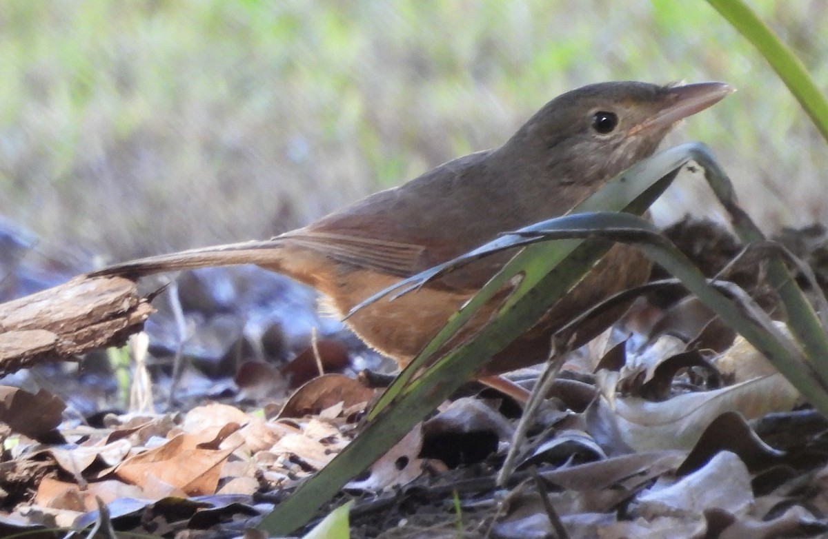 Rufous Shrikethrush - ML620483087