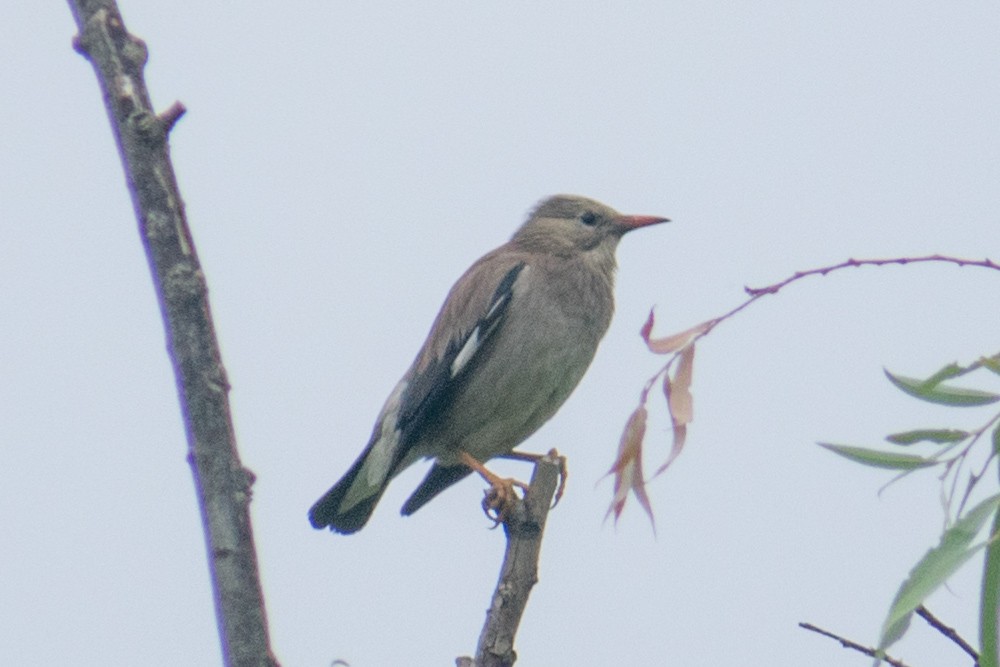 Red-billed Starling - ML620483092