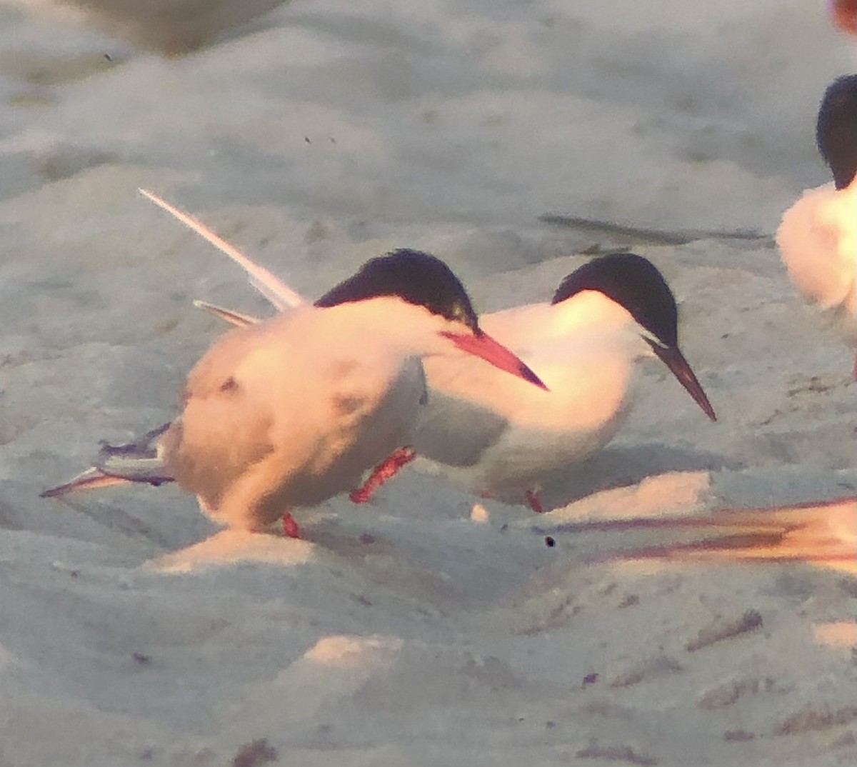 Roseate Tern - ML620483095