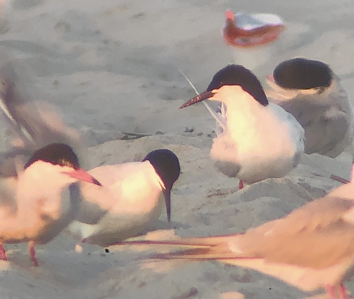 Roseate Tern - ML620483096