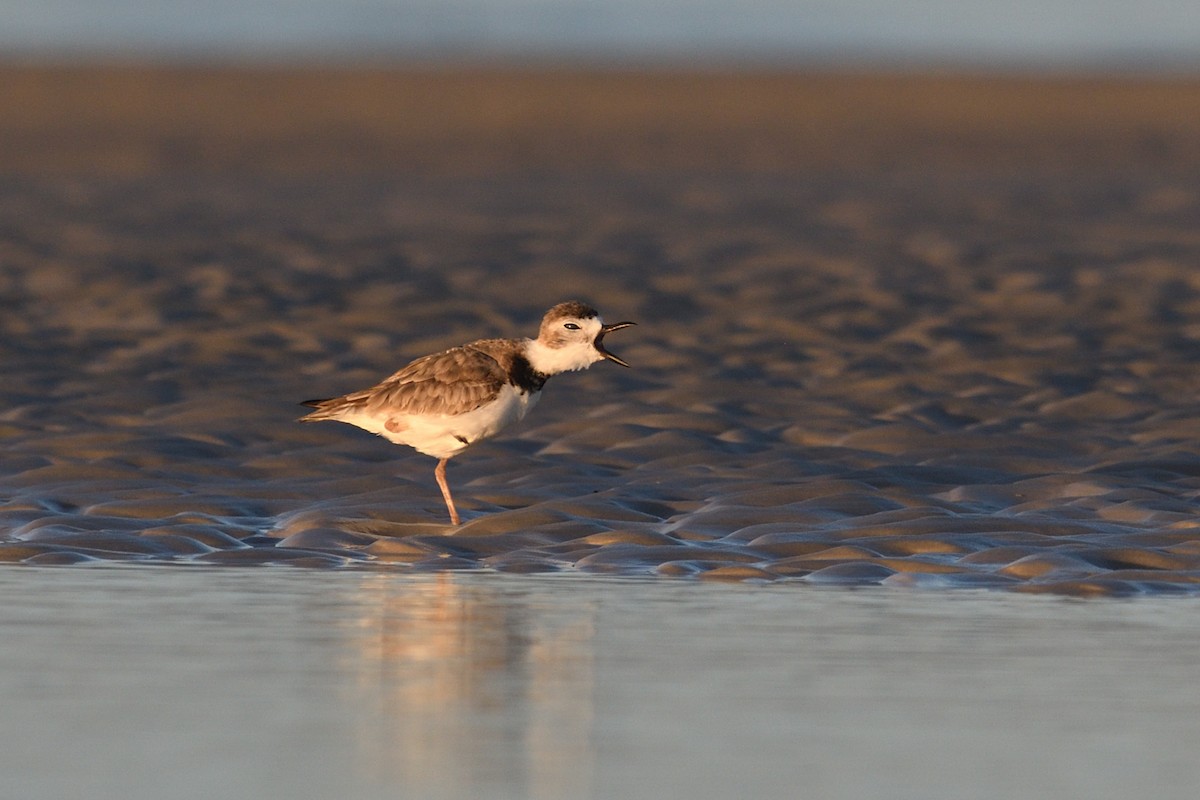 Wilson's Plover - ML620483103