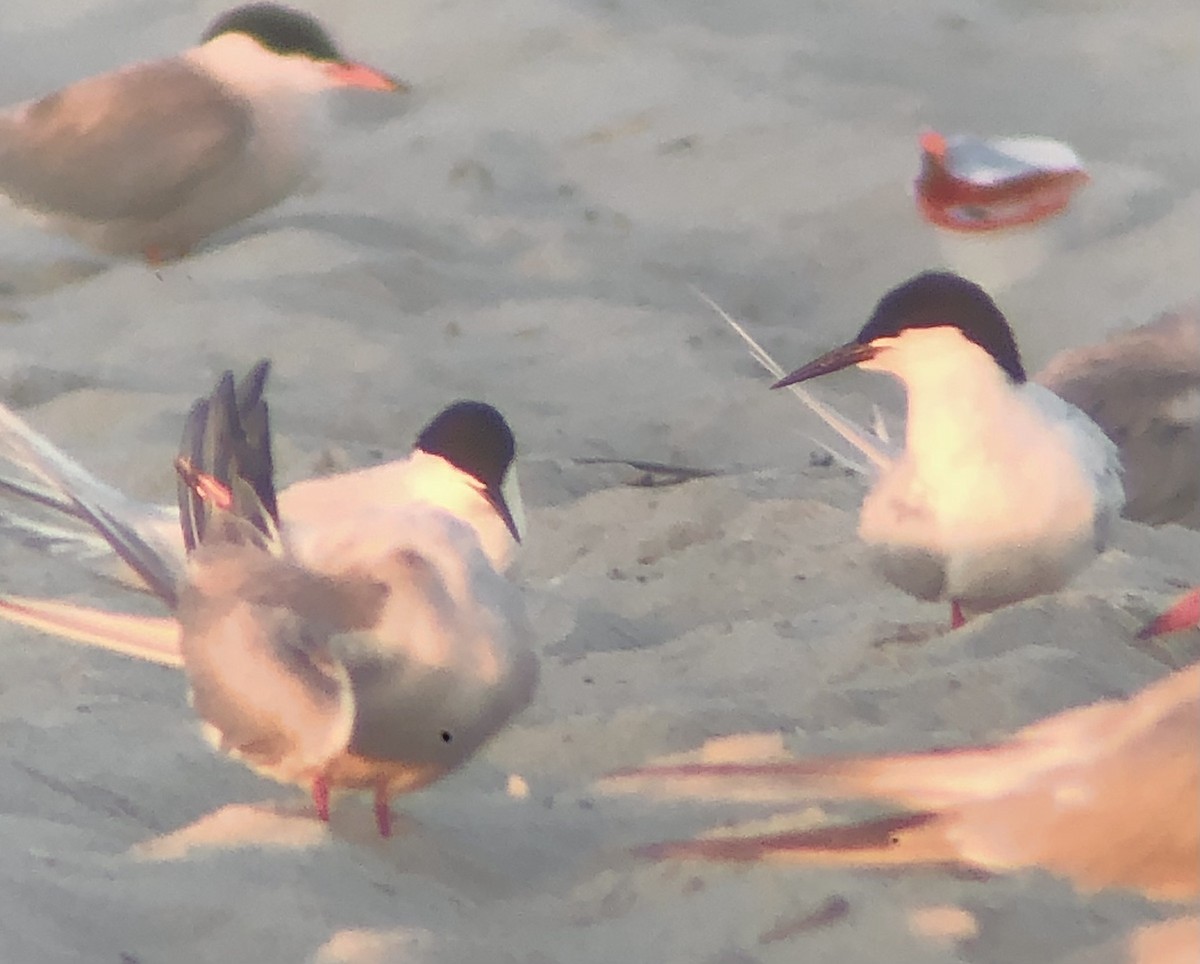 Roseate Tern - ML620483105