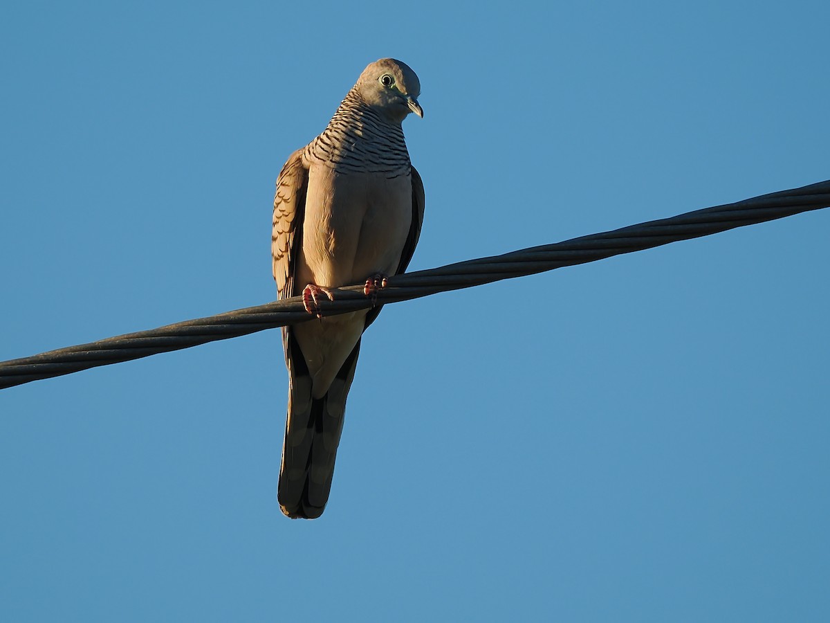 Peaceful Dove - ML620483116