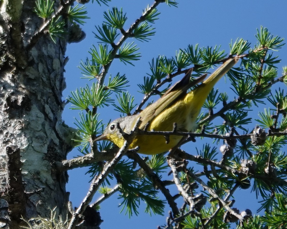 Paruline à joues grises - ML620483119