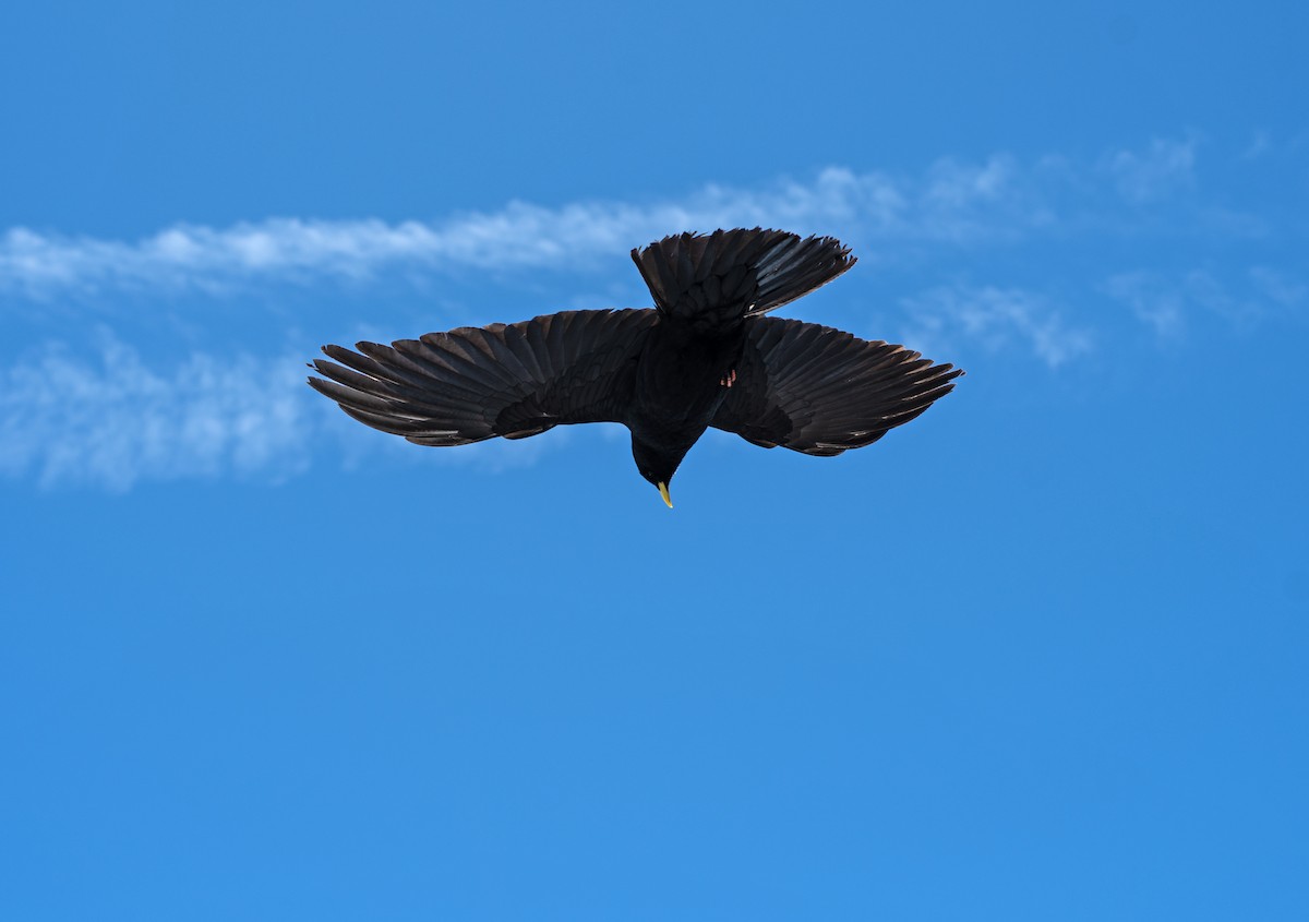 Yellow-billed Chough - ML620483121