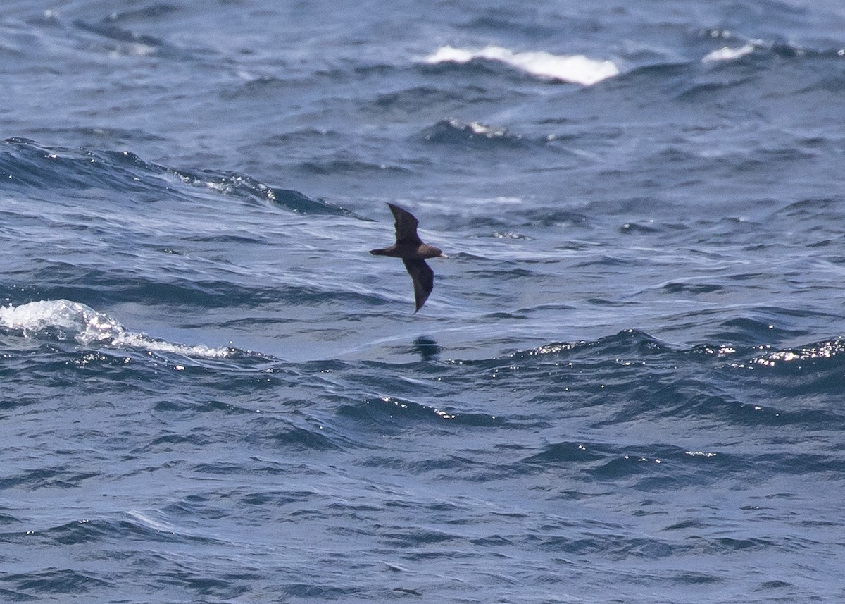Flesh-footed Shearwater - ML620483122