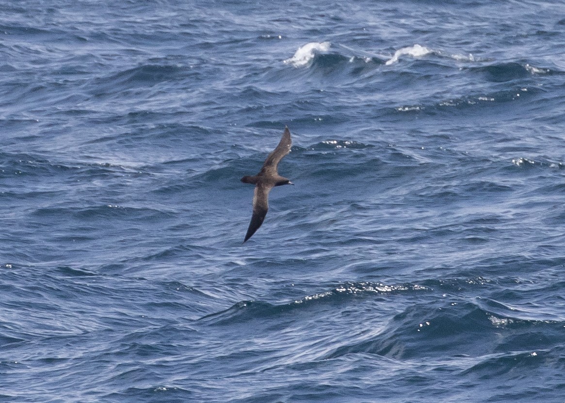 Flesh-footed Shearwater - ML620483123
