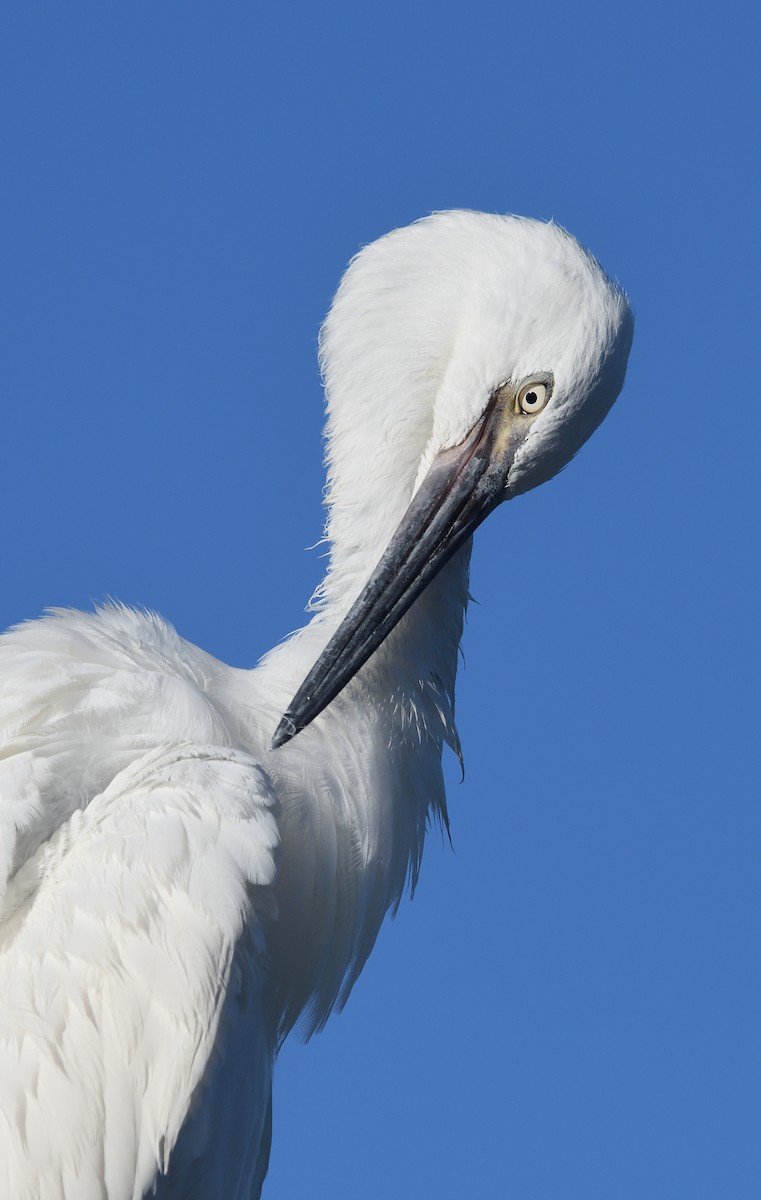 Reddish Egret - ML620483128