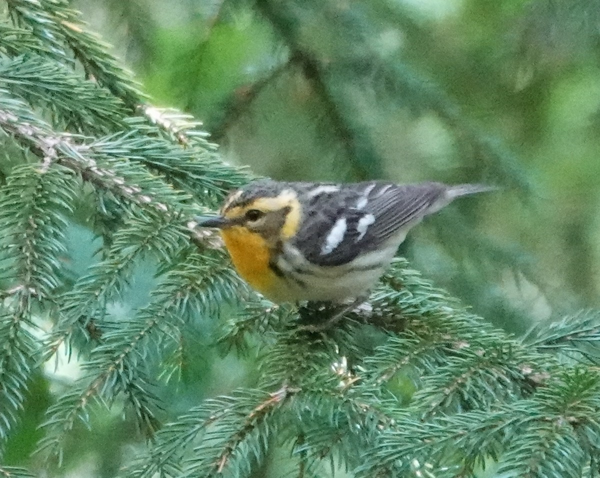 Blackburnian Warbler - ML620483131