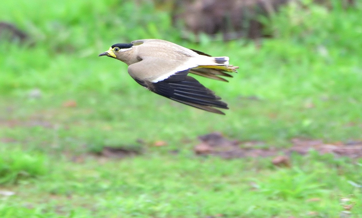 Yellow-wattled Lapwing - ML620483134