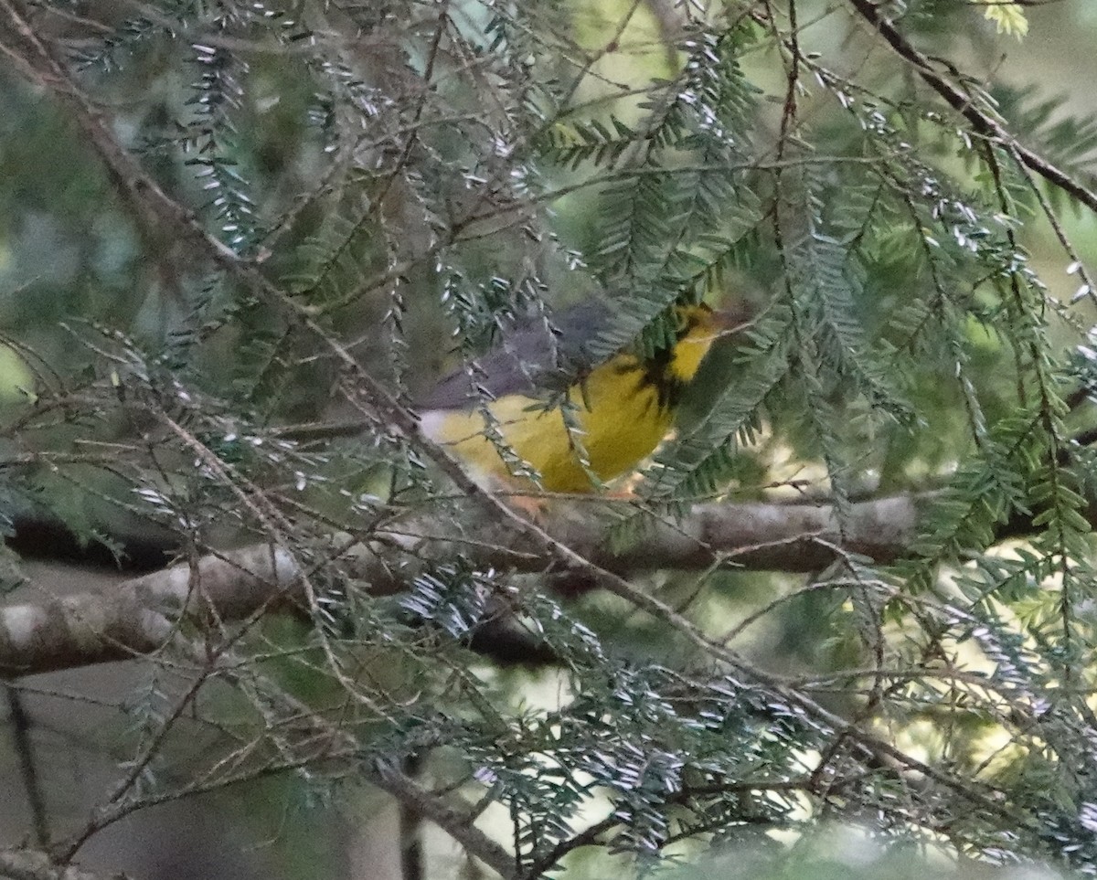 Canada Warbler - ML620483136