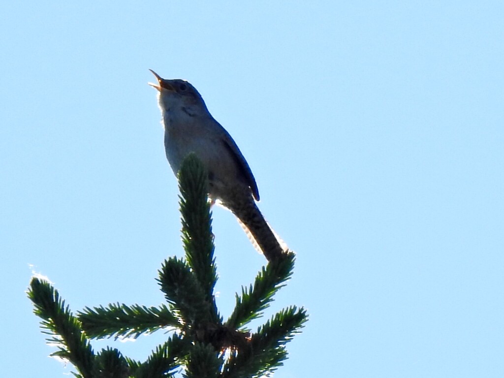 House Wren - ML620483150