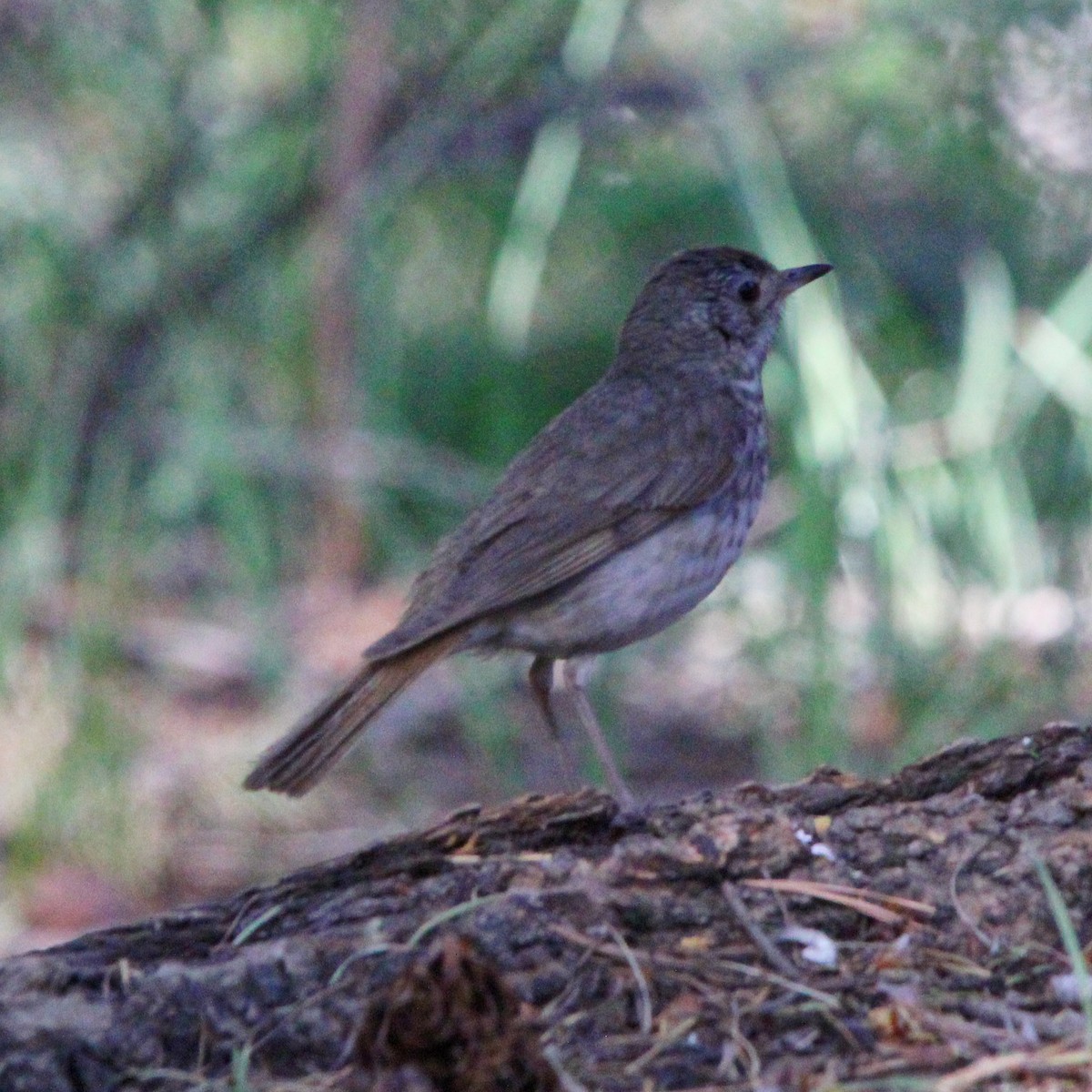 Rock Wren - ML620483156