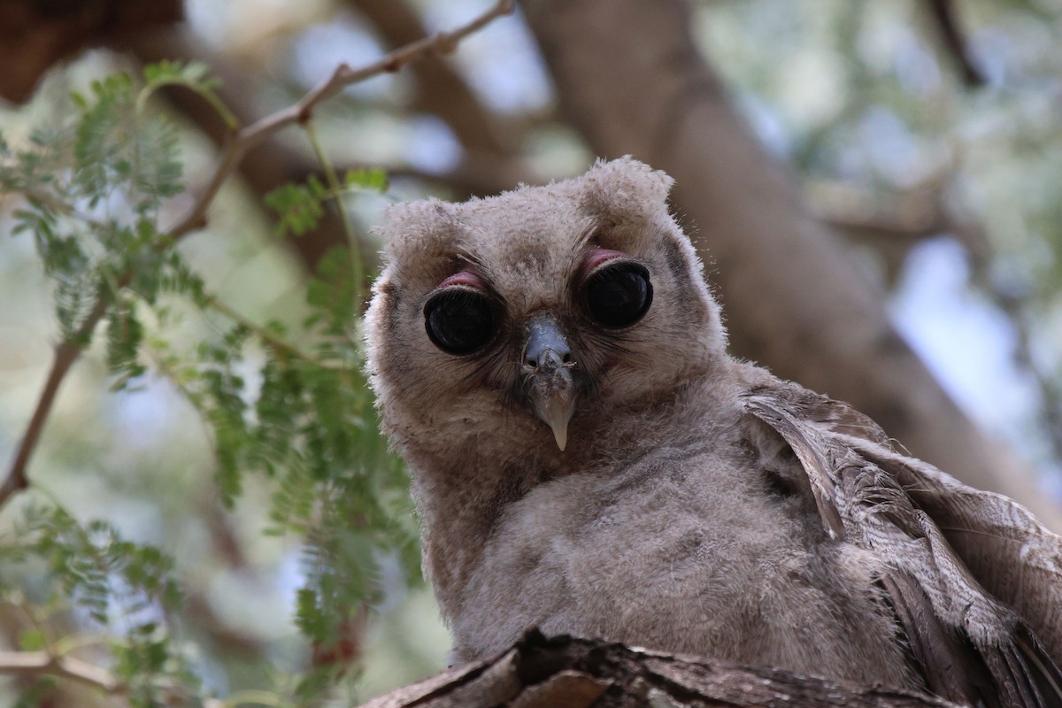 Verreaux's Eagle-Owl - ML620483164