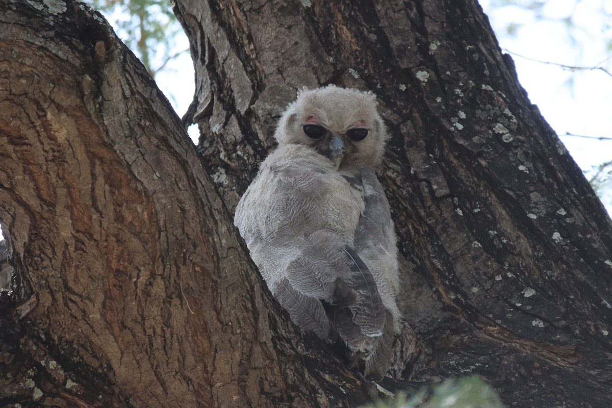 Verreaux's Eagle-Owl - ML620483165