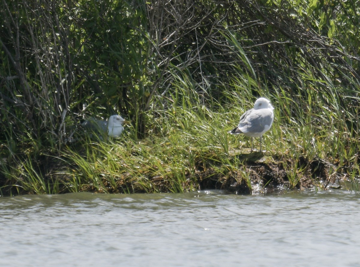 Herring Gull - ML620483166