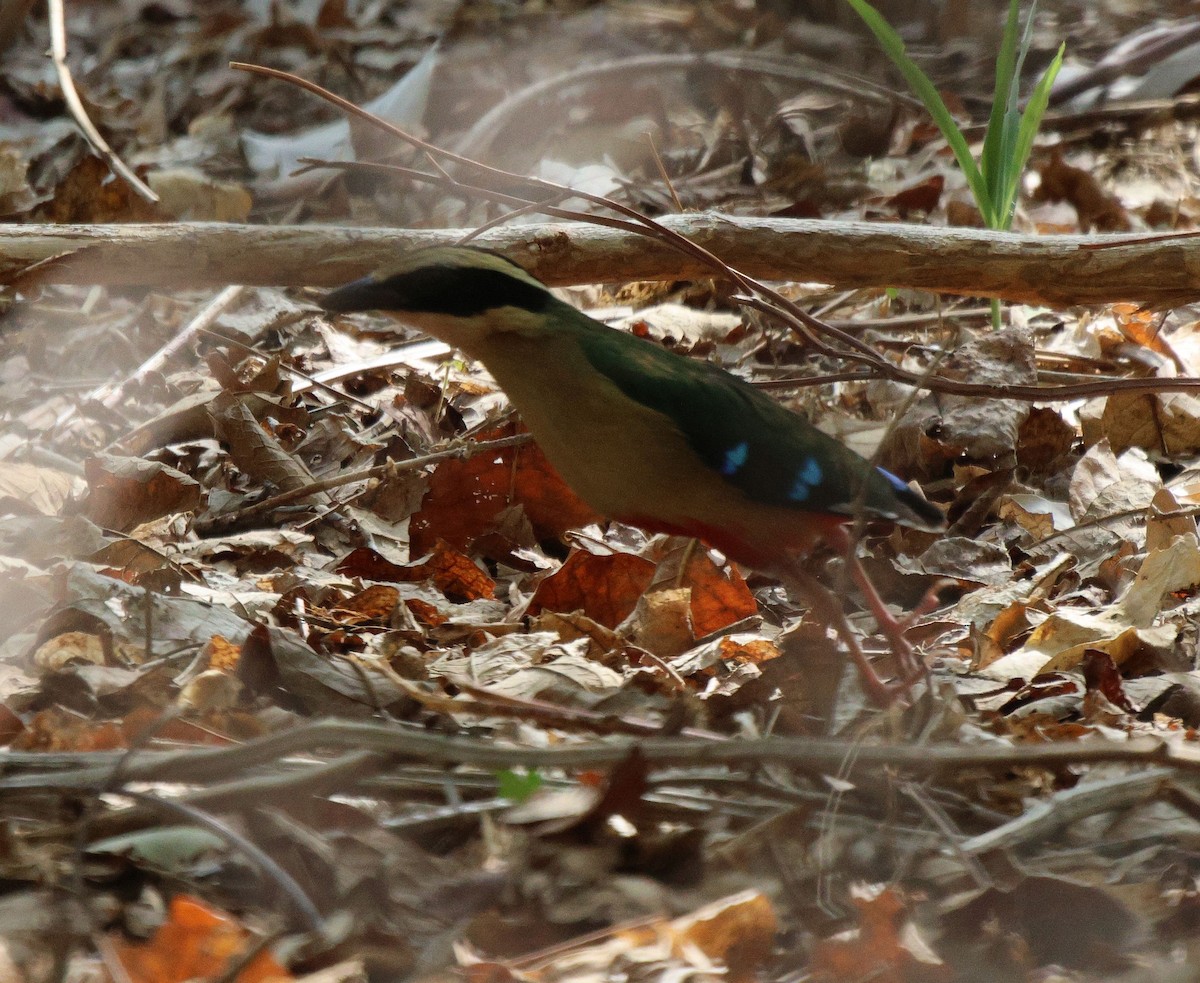 African Pitta - ML620483169