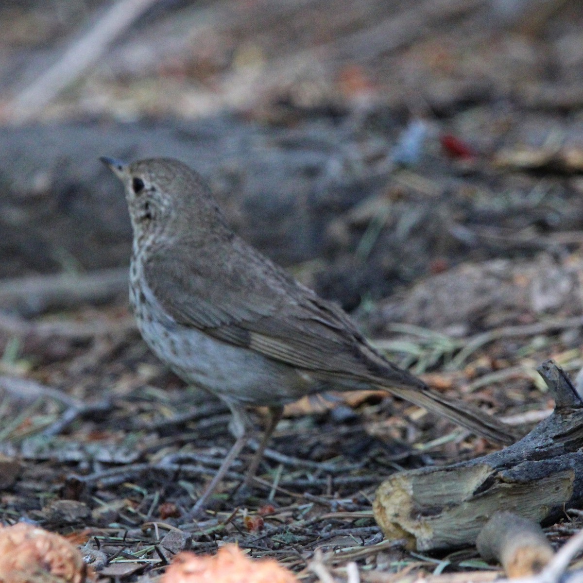 Hermit Thrush - ML620483175