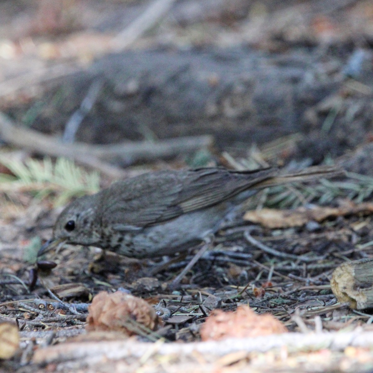 Hermit Thrush - ML620483176