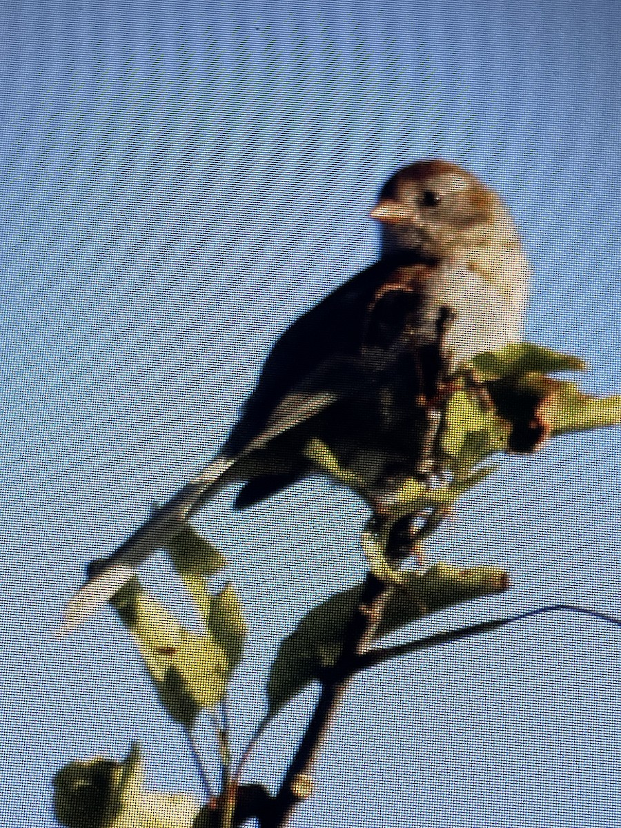 Field Sparrow - ML620483178