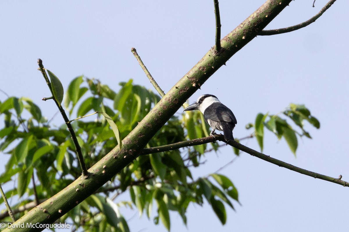 White-necked Puffbird - ML620483179