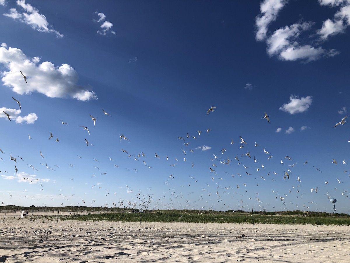 Common Tern - ML620483184