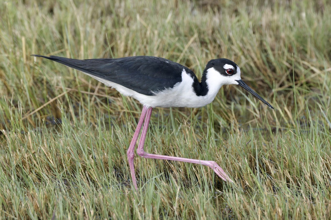 Black-necked Stilt - ML620483197