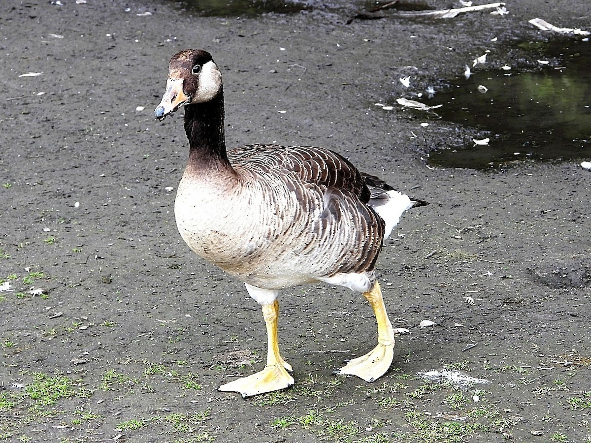 Graylag x Canada Goose (hybrid) - ML620483199