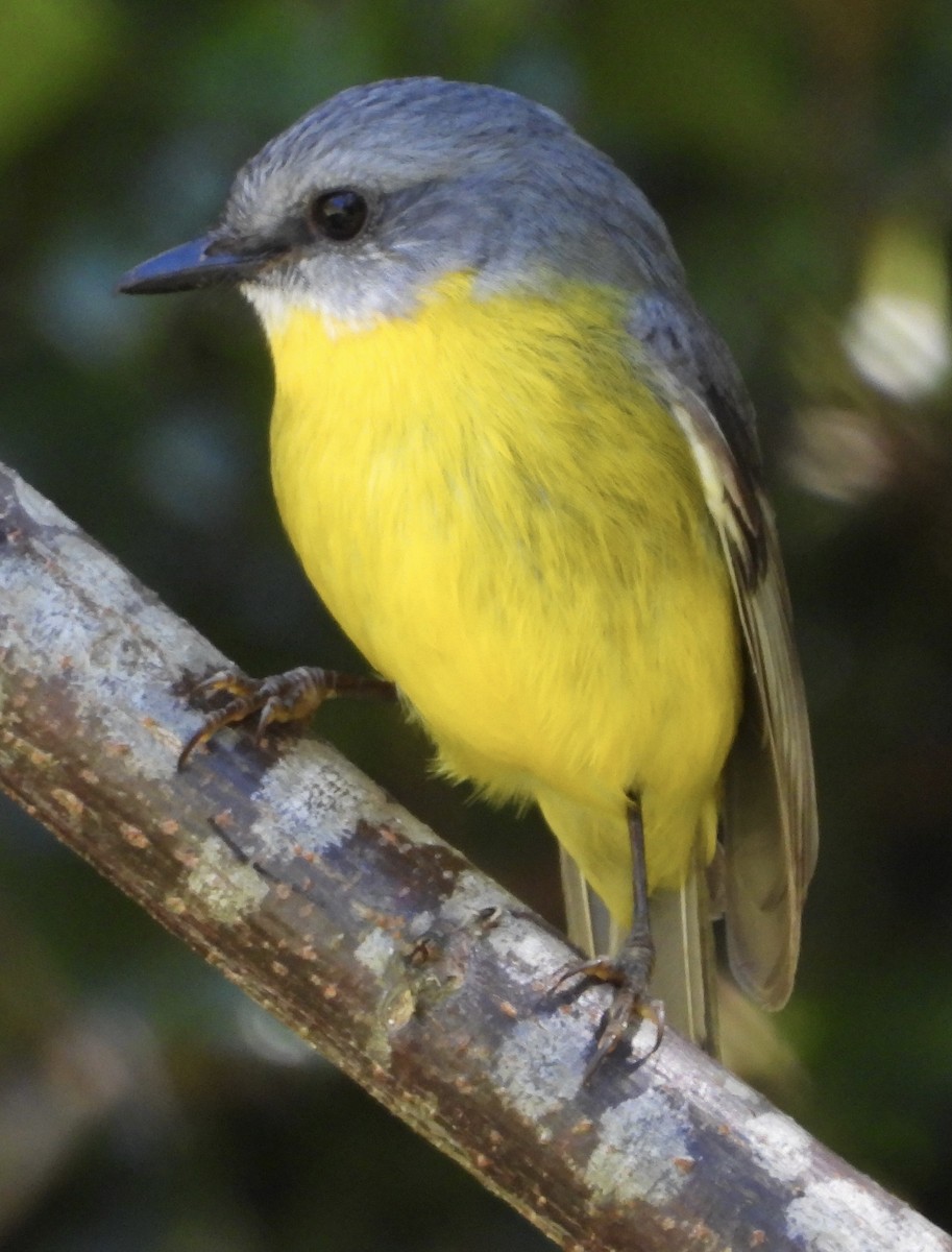 Eastern Yellow Robin - ML620483202