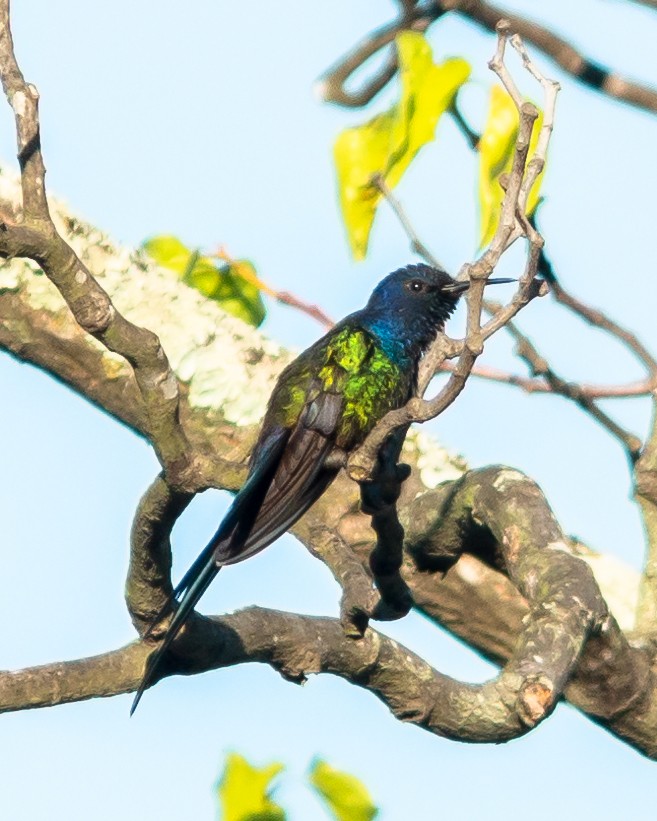 Swallow-tailed Hummingbird - ML620483208