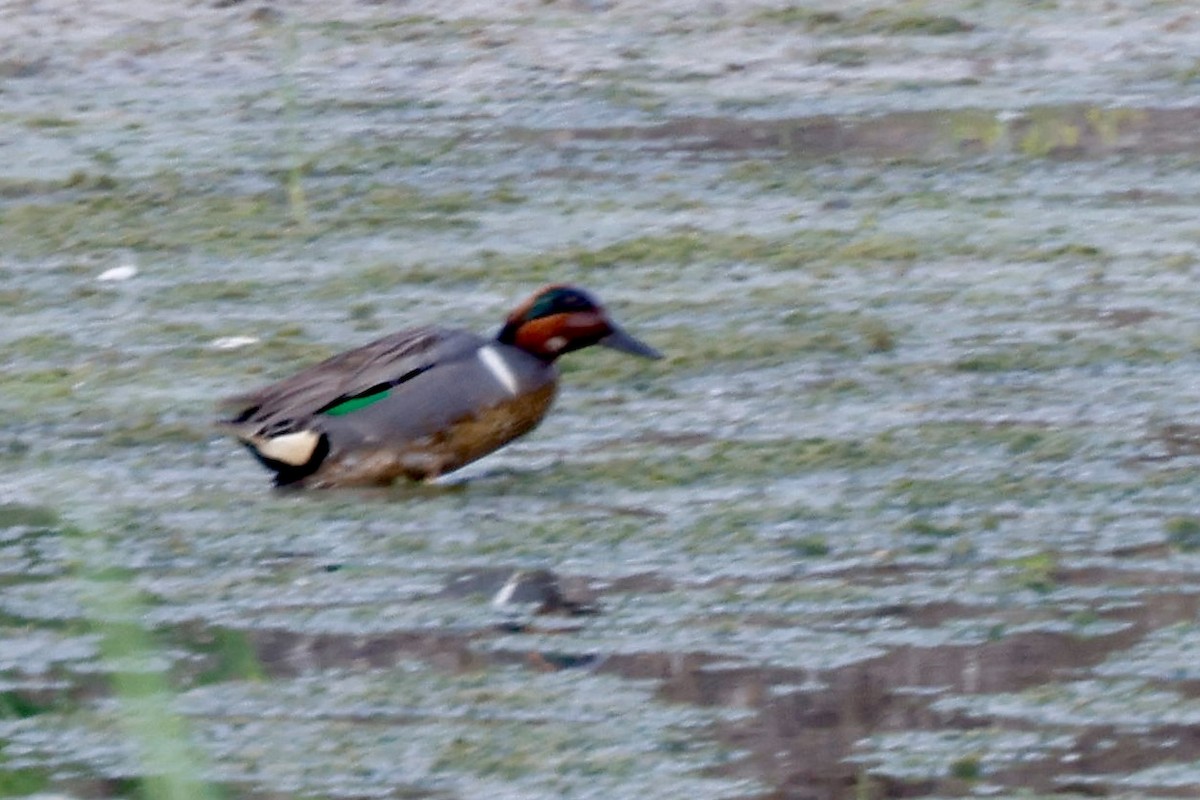 Green-winged Teal - Jim Smallwood