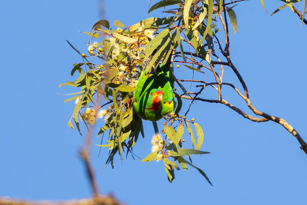 Swift Parrot - ML620483213