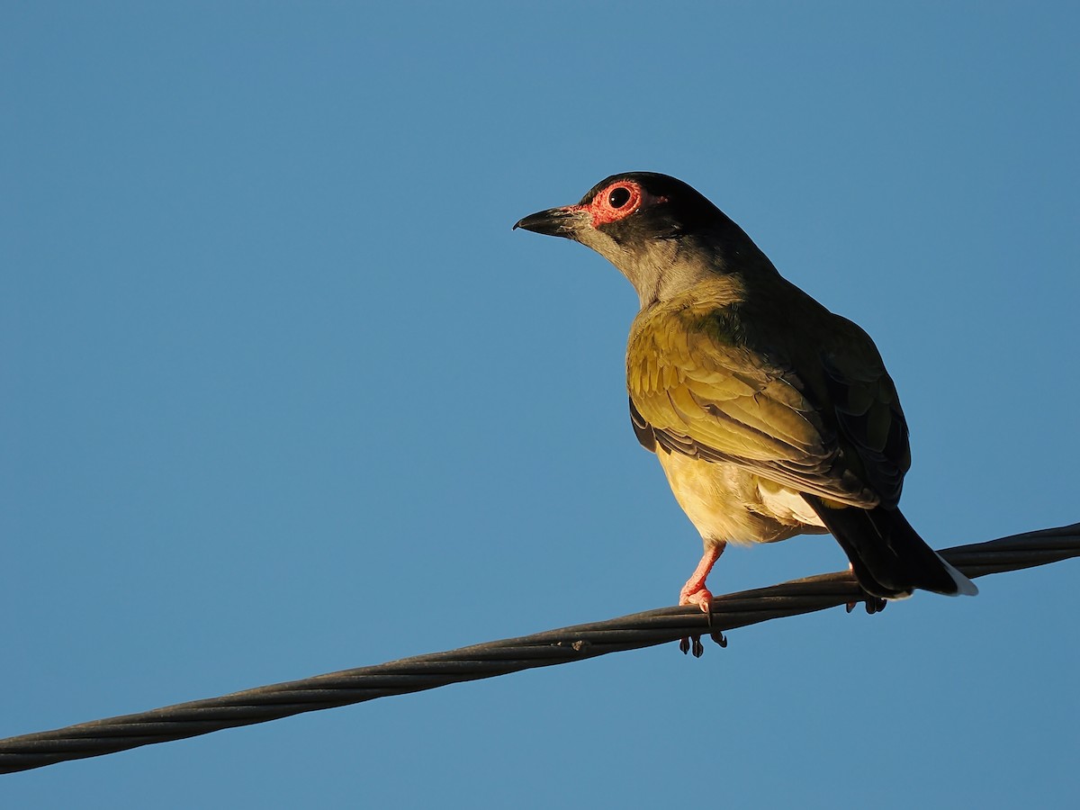 Australasian Figbird - ML620483223