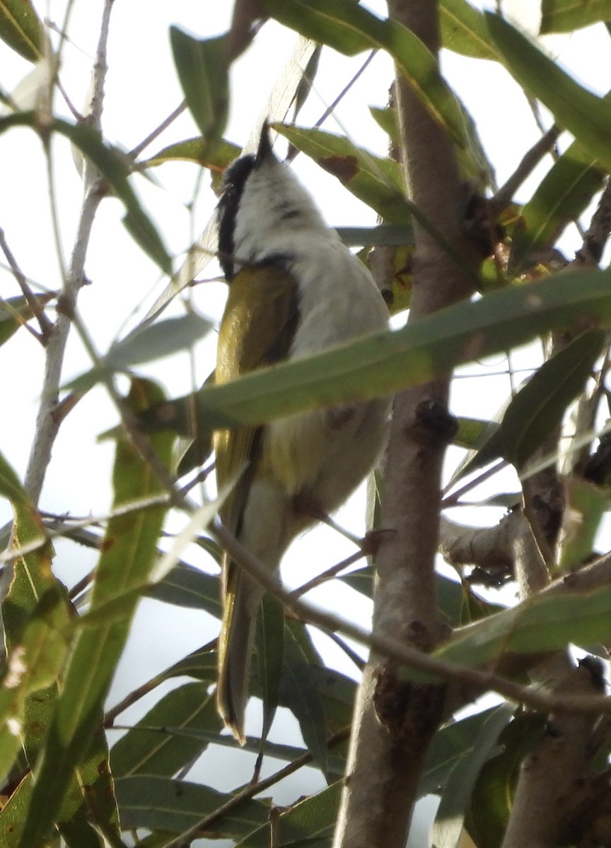 White-throated Honeyeater - ML620483231