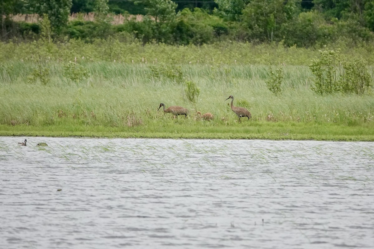 Sandhill Crane - ML620483237