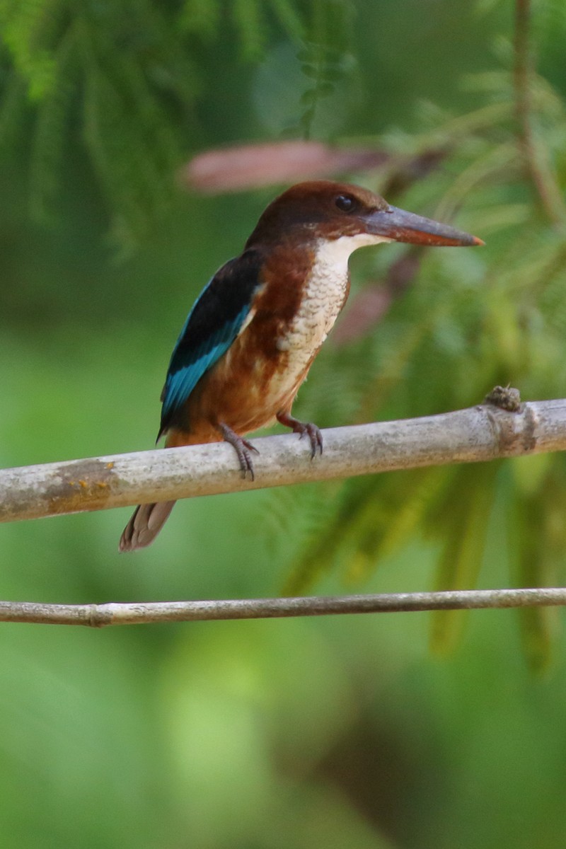 White-throated Kingfisher - ML620483240