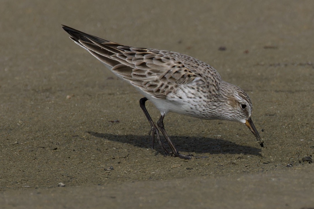 White-rumped Sandpiper - Ted Burkett