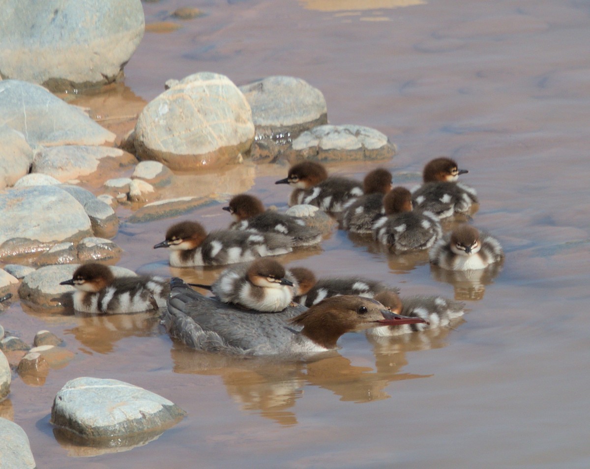 Common Merganser - ML620483245