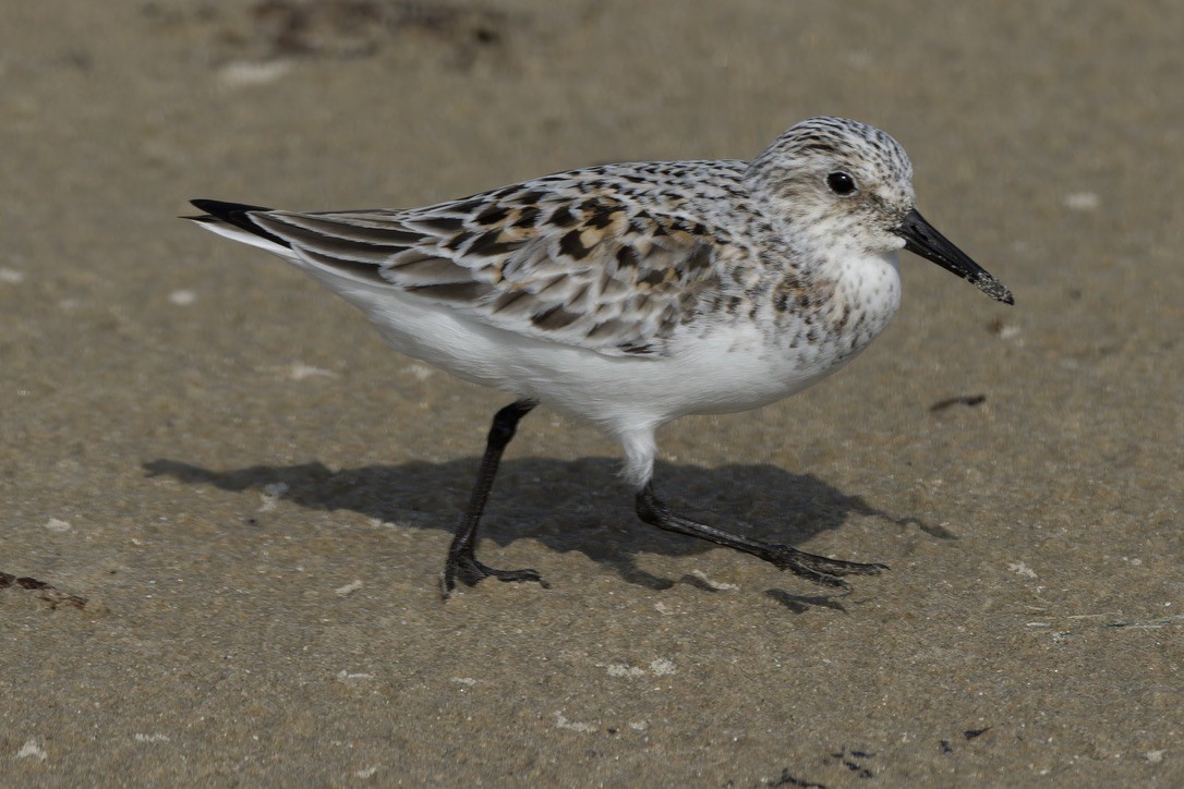 Bécasseau sanderling - ML620483251