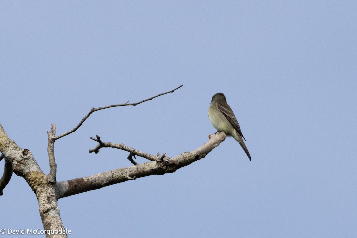 pewee sp. (Contopus sp.) - ML620483253