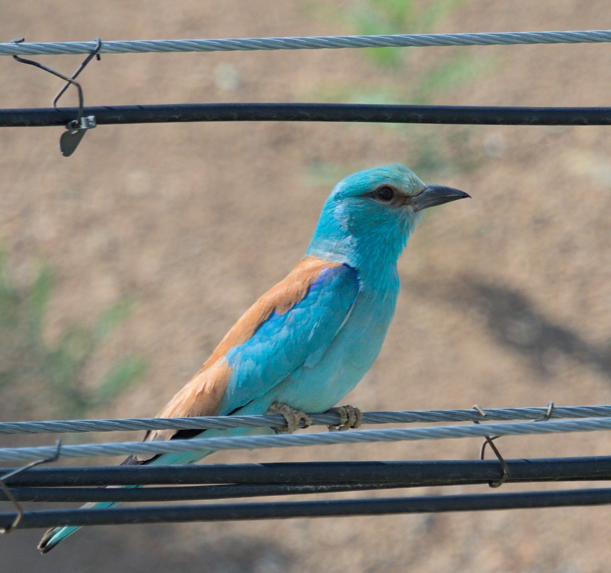 European Roller - ML620483255