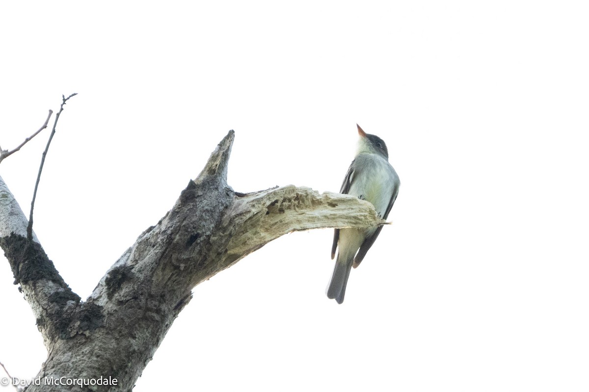 pewee sp. (Contopus sp.) - ML620483259