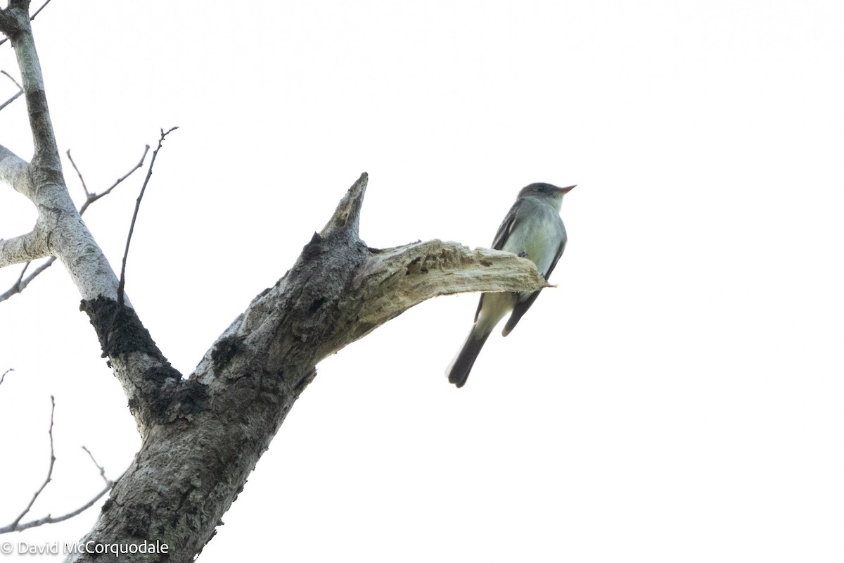 pewee sp. (Contopus sp.) - ML620483260