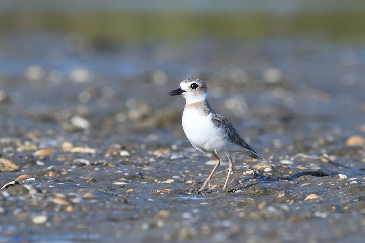 Wilson's Plover - ML620483264