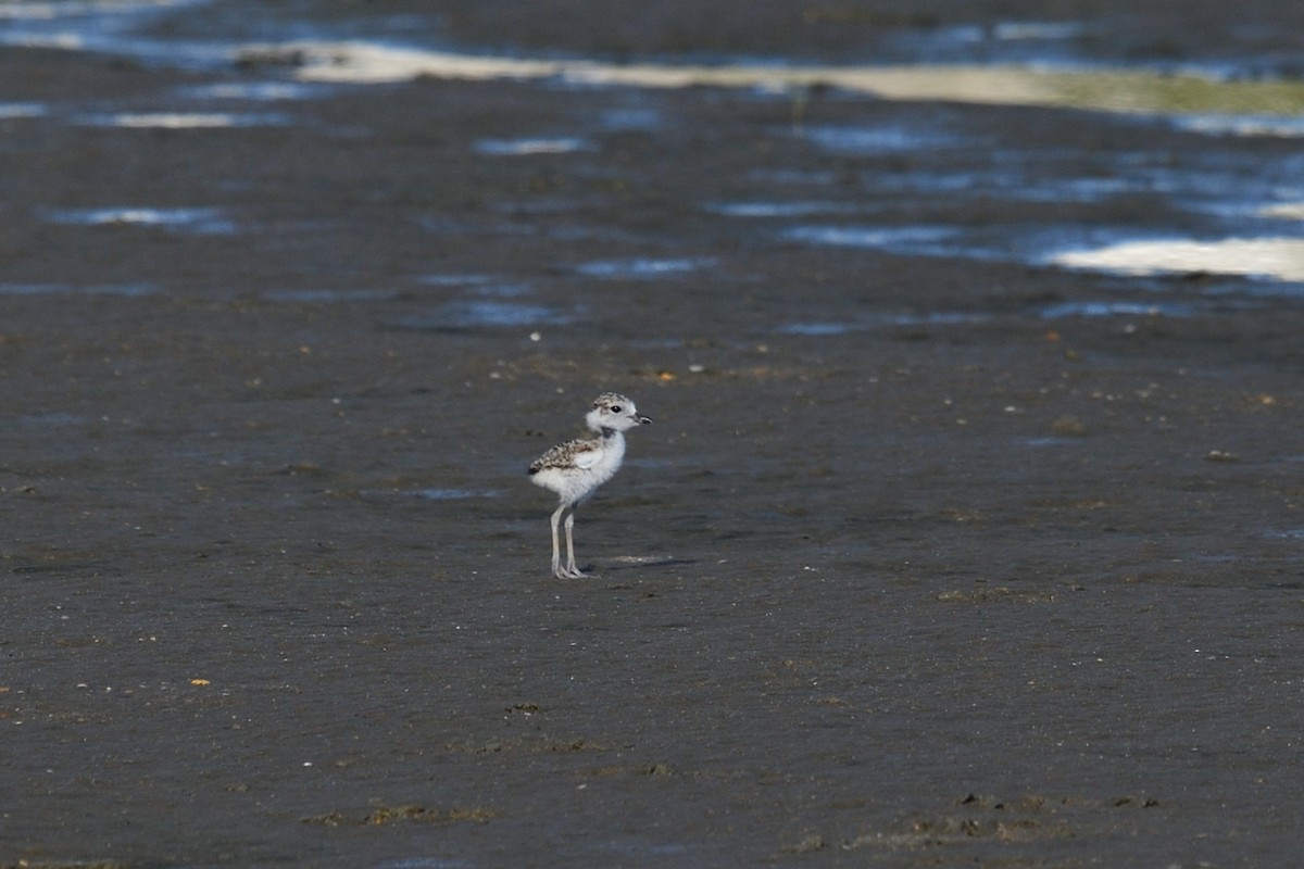 Wilson's Plover - ML620483266