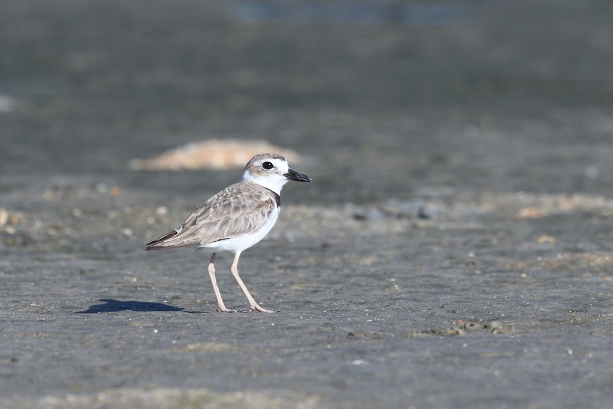 Wilson's Plover - Shane Carroll