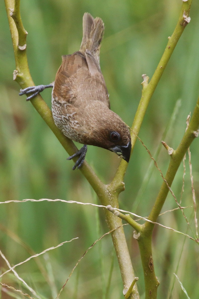 Scaly-breasted Munia - Paul Anderson