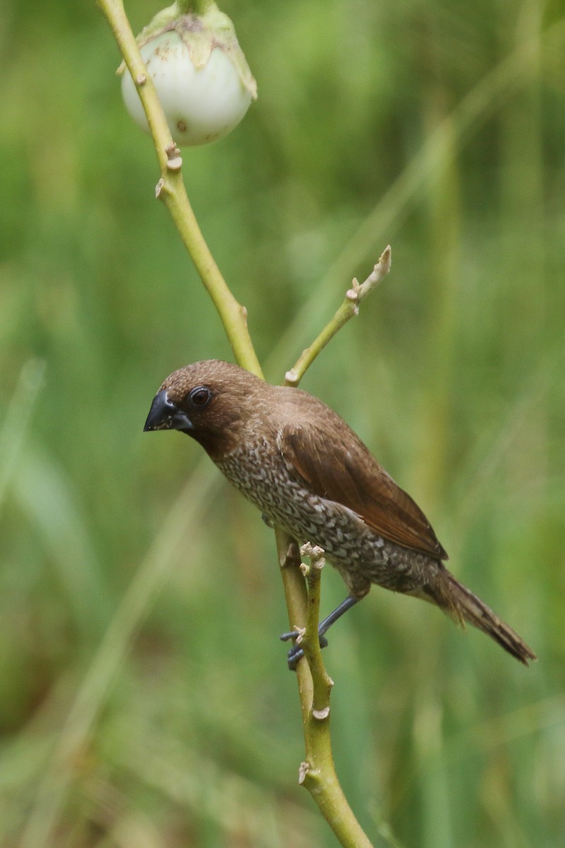 Scaly-breasted Munia - ML620483274